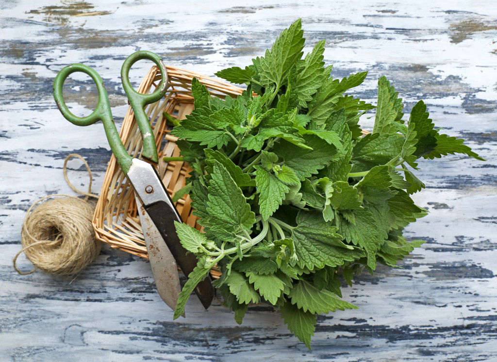 Citroenmelisse zaden